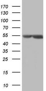 MSLN Antibody in Western Blot (WB)