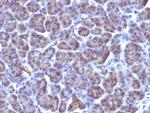 Golgi Complex (Marker for Human Cells) Monoclonal Antibody (371-4)