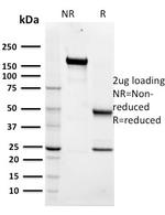 Maltose Binding Protein/MBP-probe Antibody in SDS-PAGE (SDS-PAGE)