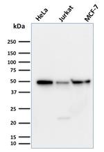 Cyclin A1 Monoclonal Antibody (XLA1-3)