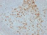 Proliferation Marker Monoclonal Antibody (JC1)