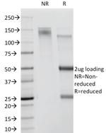 CDw78 Monoclonal Antibody (DF1588)