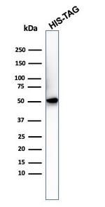 Hexa-histidine (Epitope Tag) Monoclonal Antibody (6HIS, 3550)