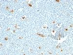 Macrophage, pan (Histiocytoma and Sebocyte Marker) Monoclonal Antibody (LN-5)
