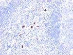 Myeloid Cell Marker (Macrophage/Granulocyte Marker) Monoclonal Antibody (BM-1)