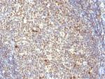IPO-38 (Proliferation Marker) Antibody in Immunohistochemistry (Paraffin) (IHC (P))