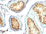 Mitochondria (Marker for Human Cells, Granular RCC s and Salivary Tumor Antibody in Immunohistochemistry (Paraffin) (IHC (P))