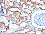 Mitochondria (Marker for Human Cells, Granular RCC s and Salivary Tumor Antibody in Immunohistochemistry (Paraffin) (IHC (P))