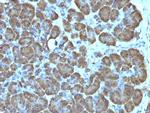 Mitochondrial Marker Antibody in Immunohistochemistry (Paraffin) (IHC (P))