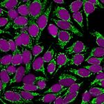 Mitochondrial Marker Monoclonal Antibody (SPM198)