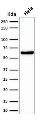 Mitochondrial Marker Antibody in Western Blot (WB)