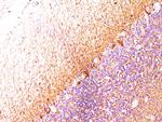 Neurofilament (H+L) (Neuronal Marker) Antibody in Immunohistochemistry (Paraffin) (IHC (P))