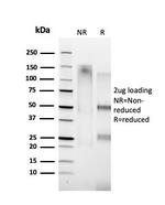 Cyclin A1 Monoclonal Antibody (XLA1-1)