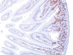 Bromodeoxyuridine (BrdU) (Proliferation Marker) Antibody in Immunohistochemistry (Paraffin) (IHC (P))