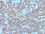 Mitochondria (Marker for Human Cells) Monoclonal Antibody (MTC02)