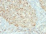 Mitochondria (Marker for Human Cells) Antibody in Immunohistochemistry (Paraffin) (IHC (P))