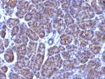 Golgi Complex (Marker for Human Cells) Antibody in Immunohistochemistry (Paraffin) (IHC (P))