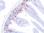 Bromodeoxyuridine (BrdU) (Proliferation Marker) Antibody in Immunohistochemistry (Paraffin) (IHC (P))