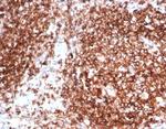 Pan-HLA-II (DP, DQ, DR) Antibody in Immunohistochemistry (Paraffin) (IHC (P))