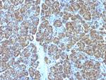 Mitochondrial Marker Antibody in Immunohistochemistry (Paraffin) (IHC (P))