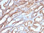 Mitochondrial Marker Monoclonal Antibody (MTC719)