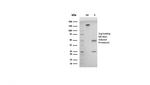 Double Stranded DNA (dsDNA) Antibody in SDS-PAGE (SDS-PAGE)