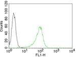 Human Nuclear Antigen (HNA) (Human Cell Marker) Antibody in Flow Cytometry (Flow)
