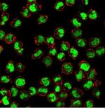 Human Nuclear Antigen (HNA) (Human Cell Marker) Antibody in Immunocytochemistry (ICC/IF)