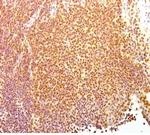 Human Nuclear Antigen (HNA) (Human Cell Marker) Antibody in Immunohistochemistry (Paraffin) (IHC (P))