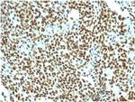 Nuclear Antigen Antibody in Immunohistochemistry (Paraffin) (IHC (P))