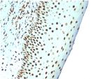Nuclear Antigen Antibody in Immunohistochemistry (Paraffin) (IHC (P))