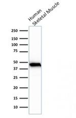 Actin, Muscle Specific (Muscle Cell Marker) Recombinant Mouse Monoclonal Antibody (rMSA/953)