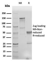 Human Nuclear Antigen (HNA) (Human Cell Marker) Monoclonal Antibody (r235-1)