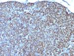Mitochondrial Marker Antibody in Immunohistochemistry (Paraffin) (IHC (P))