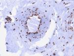 Double Stranded DNA (dsDNA) Antibody in Immunohistochemistry (Paraffin) (IHC (P))