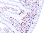 Bromodeoxyuridine (BrdU) (Proliferation Marker) Antibody in Immunohistochemistry (Paraffin) (IHC (P))