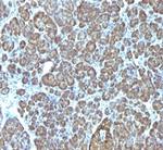 Mitochondria (Marker for Human Cells) Antibody in Immunohistochemistry (Paraffin) (IHC (P))