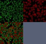Mitochondria (Marker for Human Cells) Monoclonal Antibody (AE-1)