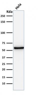 Mitochondria (Marker for Human Cells) Antibody in Western Blot (WB)