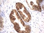 MSMB Antibody in Immunohistochemistry (Paraffin) (IHC (P))
