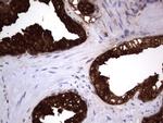 MSMB Antibody in Immunohistochemistry (Paraffin) (IHC (P))