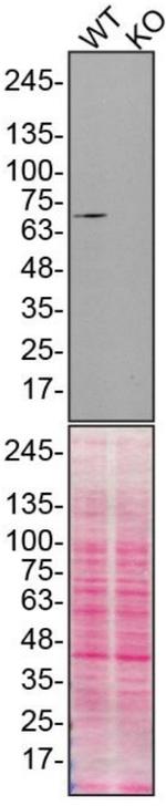 Moesin Antibody in Western Blot (WB)