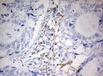 MSR1 Antibody in Immunohistochemistry (Paraffin) (IHC (P))