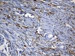 MSR1 Antibody in Immunohistochemistry (Paraffin) (IHC (P))