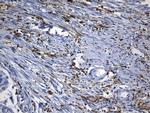 MSR1 Antibody in Immunohistochemistry (Paraffin) (IHC (P))