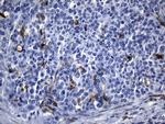 MSR1 Antibody in Immunohistochemistry (Paraffin) (IHC (P))