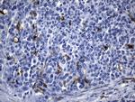MSR1 Antibody in Immunohistochemistry (Paraffin) (IHC (P))