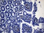 MSR1 Antibody in Immunohistochemistry (Paraffin) (IHC (P))