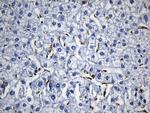 MSR1 Antibody in Immunohistochemistry (Paraffin) (IHC (P))