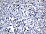 MSR1 Antibody in Immunohistochemistry (Paraffin) (IHC (P))
